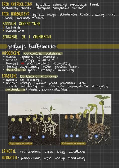 Schemat terminów agrotechnicznych oraz etapów rozwoju roślin ogórka na folii