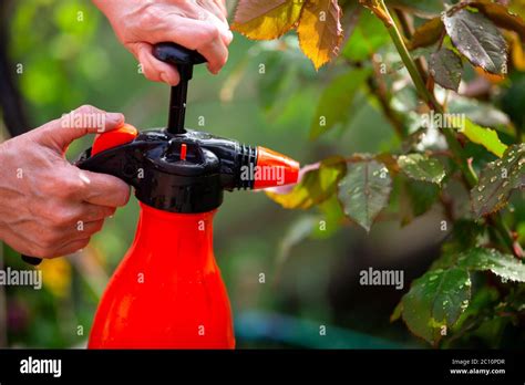 Thematic photo of a person using a garden sprayer in a garden