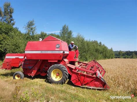 zdjęcie ogólne kombajnu zbożowego Massey Ferguson 187 podczas pracy na polu