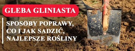 ilustracja przedstawiająca uprawę poplonów i wpływ na glebę