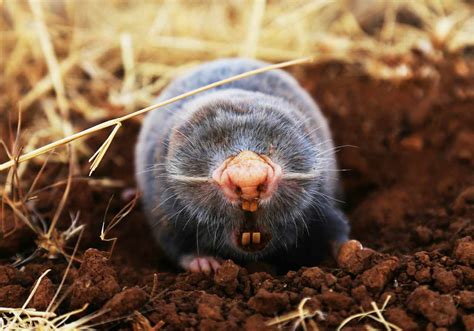 Zdjęcie głębosza Bomet z widocznymi elementami roboczymi, takimi jak zęby, redlice i