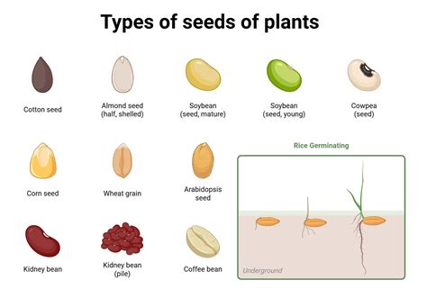 Infographic illustrating different seeder settings for various seed sizes