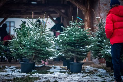 Zmechanizowane sadzenie choinek na plantacji