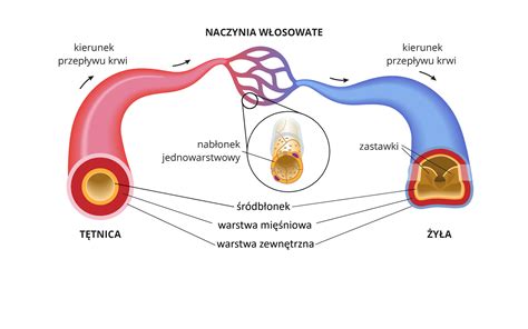 Infografika przedstawiająca przekrój gaźnika z zaznaczonymi dyszami i kanałami oraz schemat przepływu paliwa
