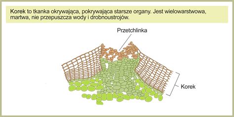 Przekrój korka chłodnicy z zaznaczonymi elementami odpowiedzialnymi za ciśnienie