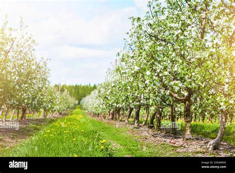 Thematic photo of a planter at work in a nursery or orchard