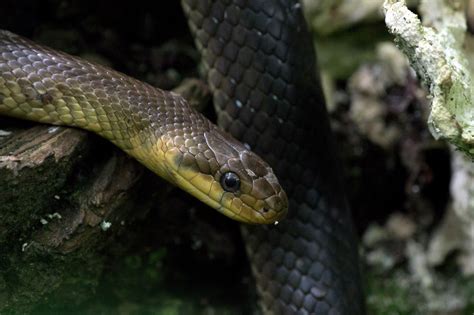 Zdjęcie węża ssącego z widoczną spiralą ochronną i trudnościeralną powłoką