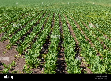 Thematic photo of a beet field