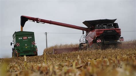 Kombajn Case IH AF10 w akcji na polu kukurydzy