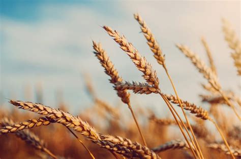 Zboże z wyraźnie widocznymi ścieżkami technologicznymi
