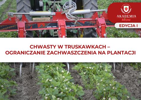Tematyczne zdjęcie glebogryzarki rzędowej w akcji na plantacji truskawek