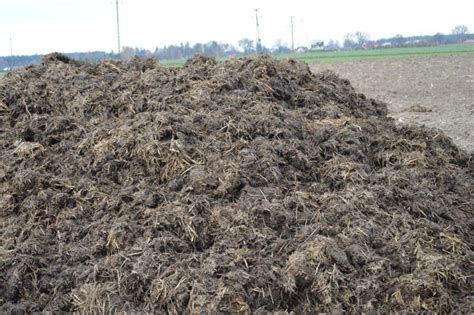 Zdjęcie robota czyszczącego obornik w nowoczesnej oborze, widoczna stacja ładowania.
