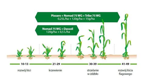 Infografika przedstawiająca cykl uprawy pszenicy w grze symulacyjnej