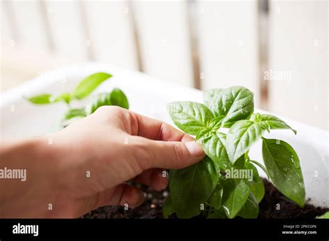 Thematic photo of a person using a hand planter in a garden.