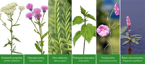 infografika przedstawiająca najpopularniejsze chwasty w lucernie z podziałem na jednoroczne i wieloletnie