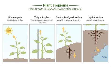 Diagram illustrating different types of potato planters (single-row, double-row, four-row)