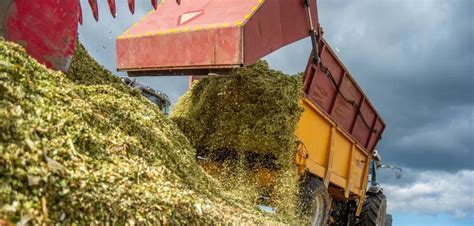 Ilustracja przedstawiająca ciągnik rolniczy z ładowarką czołową (tur) obsługujący pryzmę kiszonki z kukurydzy