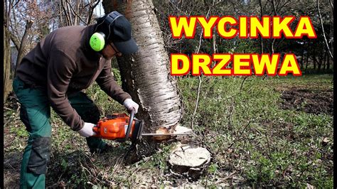 Schemat prac leśnych: wycinka selektywna i usuwanie pniaków
