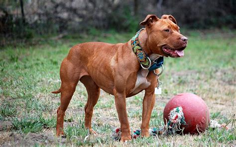 Tabela porównująca American Staffordshire Terriera, American Pit Bull Terriera, Staffordshire Bull Terriera i Bulteriera