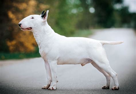 Grafika przedstawiająca genealogię ras typu bull terrier