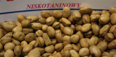 Tabela odmian bobiku w Krajowym Rejestrze