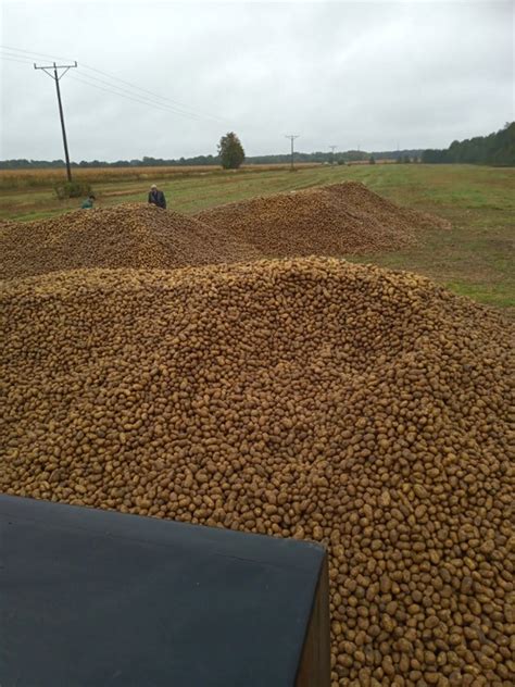Zestawienie sadzarek do ziemniaków na tle pola
