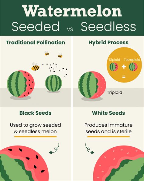 Graphic comparing time and cost of seeded vs. rolled lawn