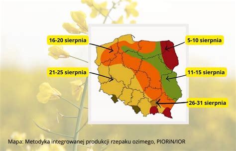 Mapa uszkodzeń mrozowych na plantacji rzepaku ozimego