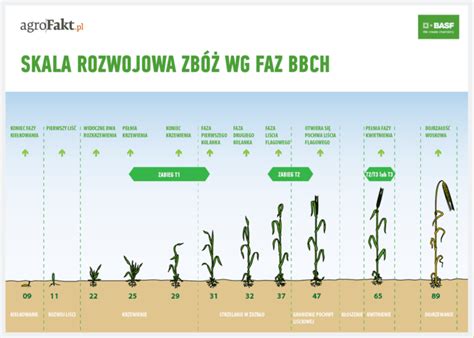 Tabela ze stężeniami mocznika dla różnych faz rozwojowych zbóż