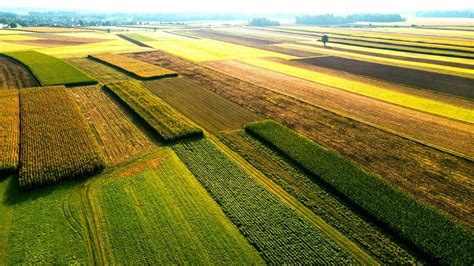 Tematyczne zdjęcie: pola uprawne ziemniaków, praca rolnicza