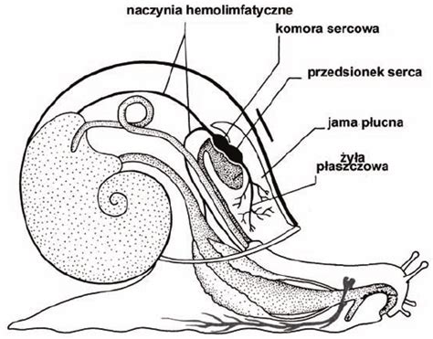 schemat budowy ślimaka odśnieżarki