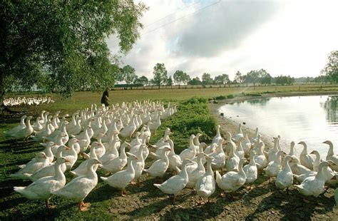 Thematic photo of geese farming
