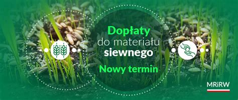 Zbiornik ziarna z widocznymi dzielnikami zapewniającymi równomierne rozprowadzenie materiału siewnego.