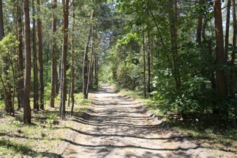 zdjęcie młodego lasu sosnowego