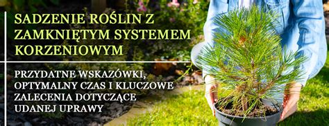 ilustracja przedstawiająca sadzenie sosny z odkrytym systemem korzeniowym