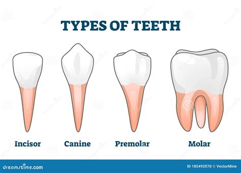 Comparison chart of different cultivator tooth types