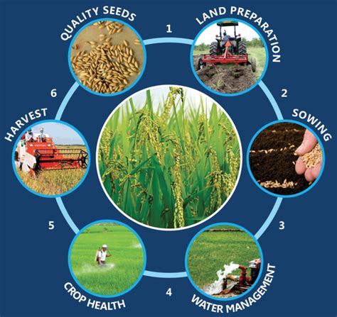 Infographics on the benefits of combined cultivation and sowing sets