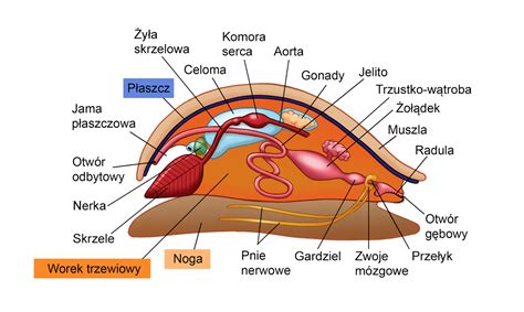 schemat pielniko-obsypnika z oznaczeniem elementów roboczych