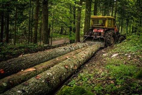 Ciągnik nasiębierny transportujący drewno