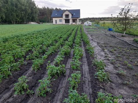 Uprawa ziemniaków: przygotowanie pola