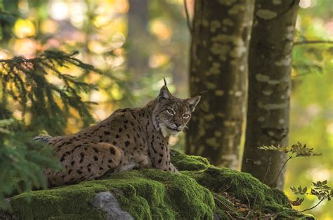 Tematyczne zdjęcie rysia rudego w jego naturalnym środowisku