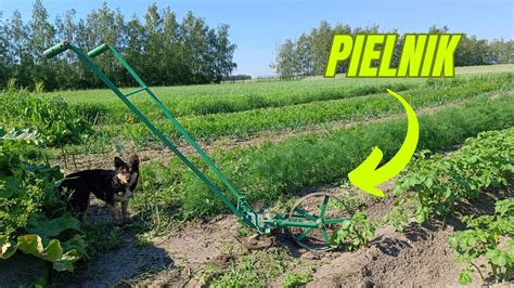 Opielacz usuwający chwasty z młodego zasiewu