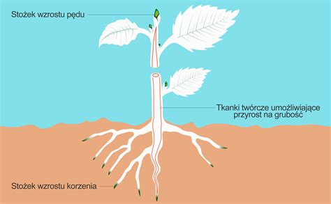 schemat uszkodzonych korzeni iglaka przez fytoftorozę