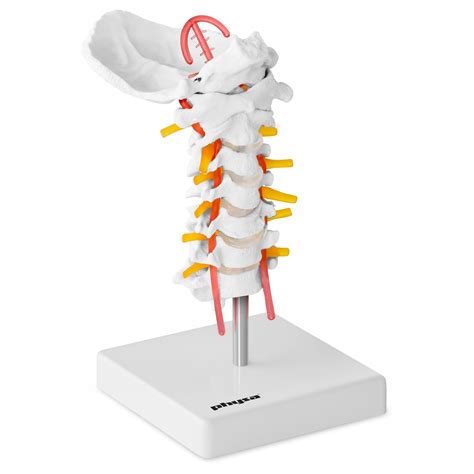 schemat anatomiczny kręgosłupa szyjnego i mechanizm trakcji