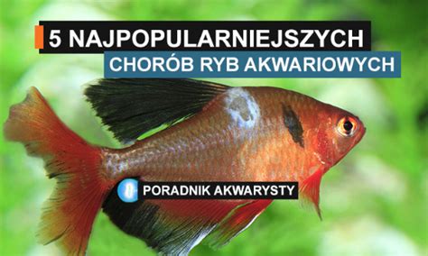Zestawienie ryb akwariowych, w tym kosiarki syjamskiej i bojownika