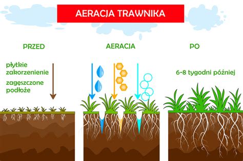 Schemat przedstawiający proces aeracji i piaskowania trawnika