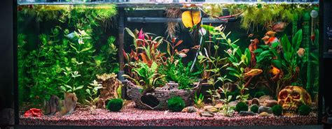 Tematyczne zdjęcie kosiarki syjamskiej w akwarium z roślinami