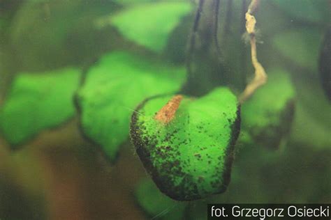 Infografika porównująca glony nitkowate i krasnorosty