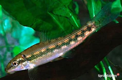 Rysunek porównawczy Crossocheilus siamensis i Gyrinocheilus aymonieri z zaznaczonymi różnicami