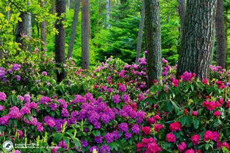 Kwitnące rododendrony w Arboretum Leśnym w Stradomii Dolnej